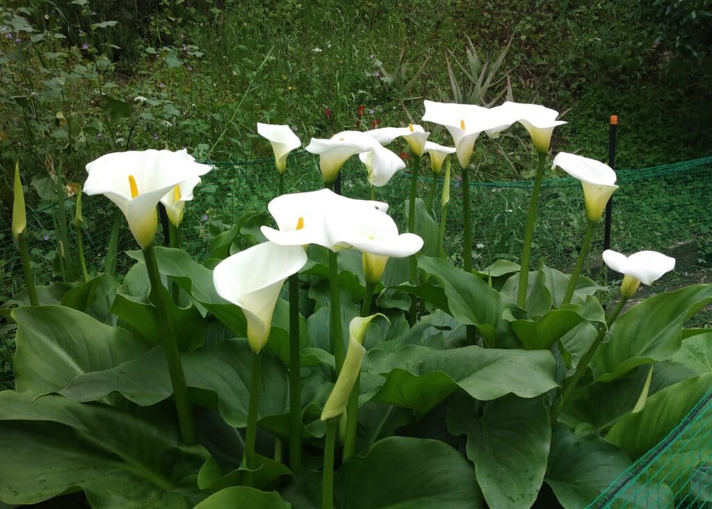 feature garden what to do calla lilies