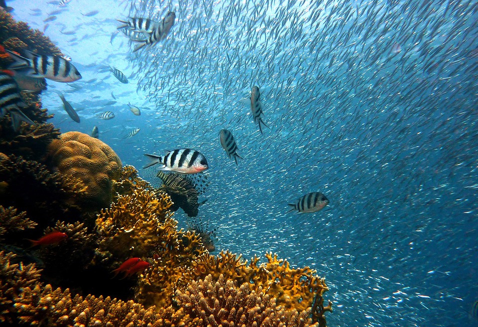 image We now have a treaty governing the high seas. Can it protect the Wild West of the oceans?