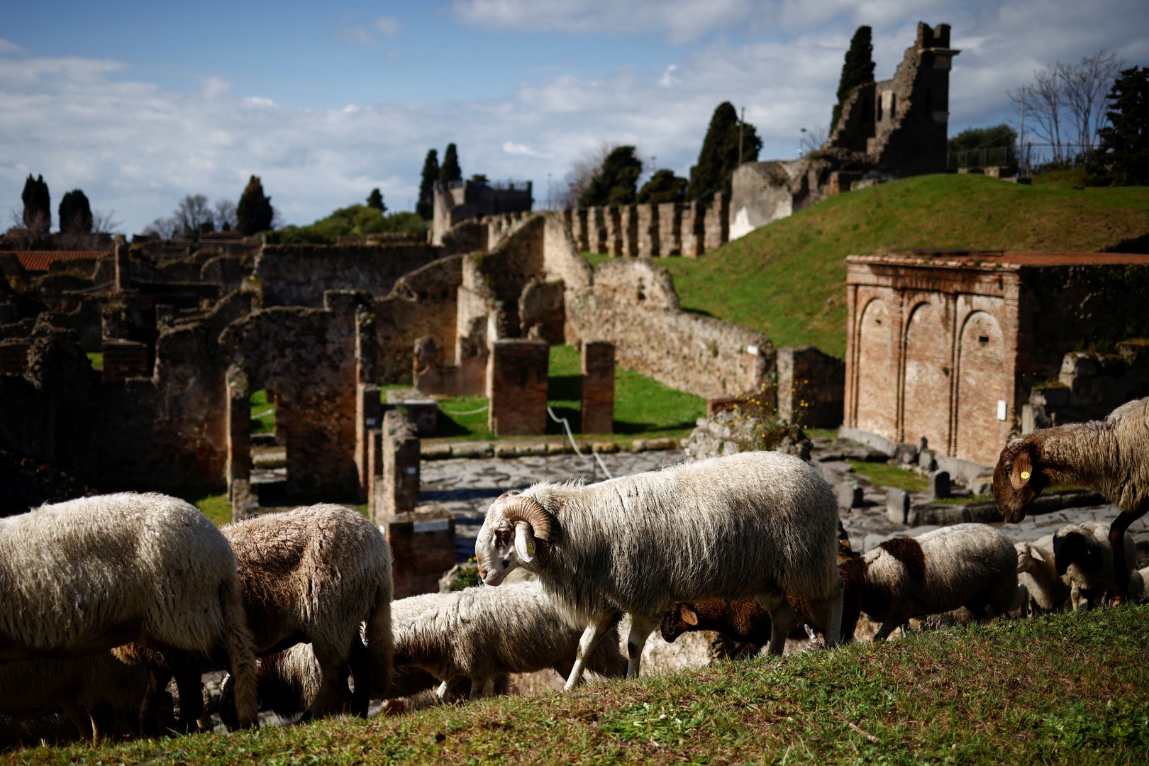 image Sheep come to the rescue of Pompeii ruins