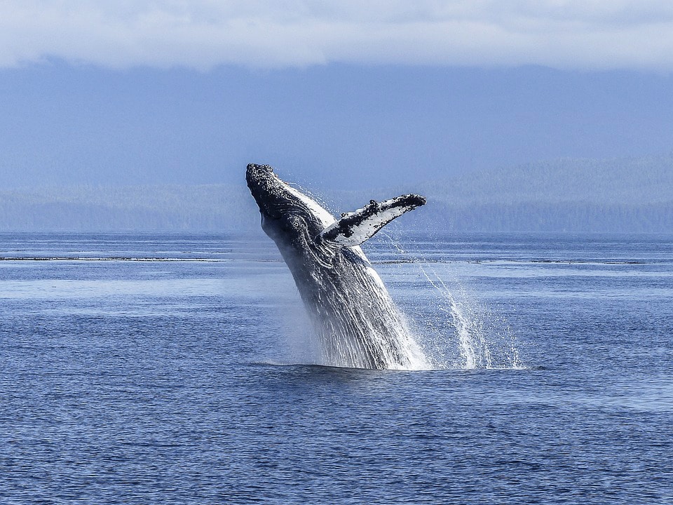 image UN treaty to protect high seas has been agreed