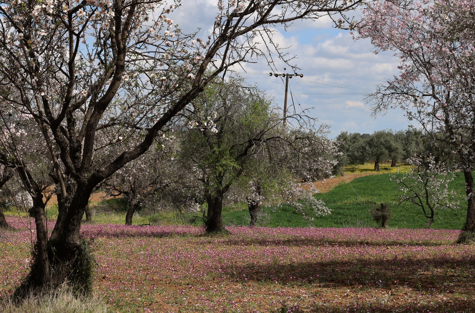 image Spring is in the air as almond trees blossom (Video)
