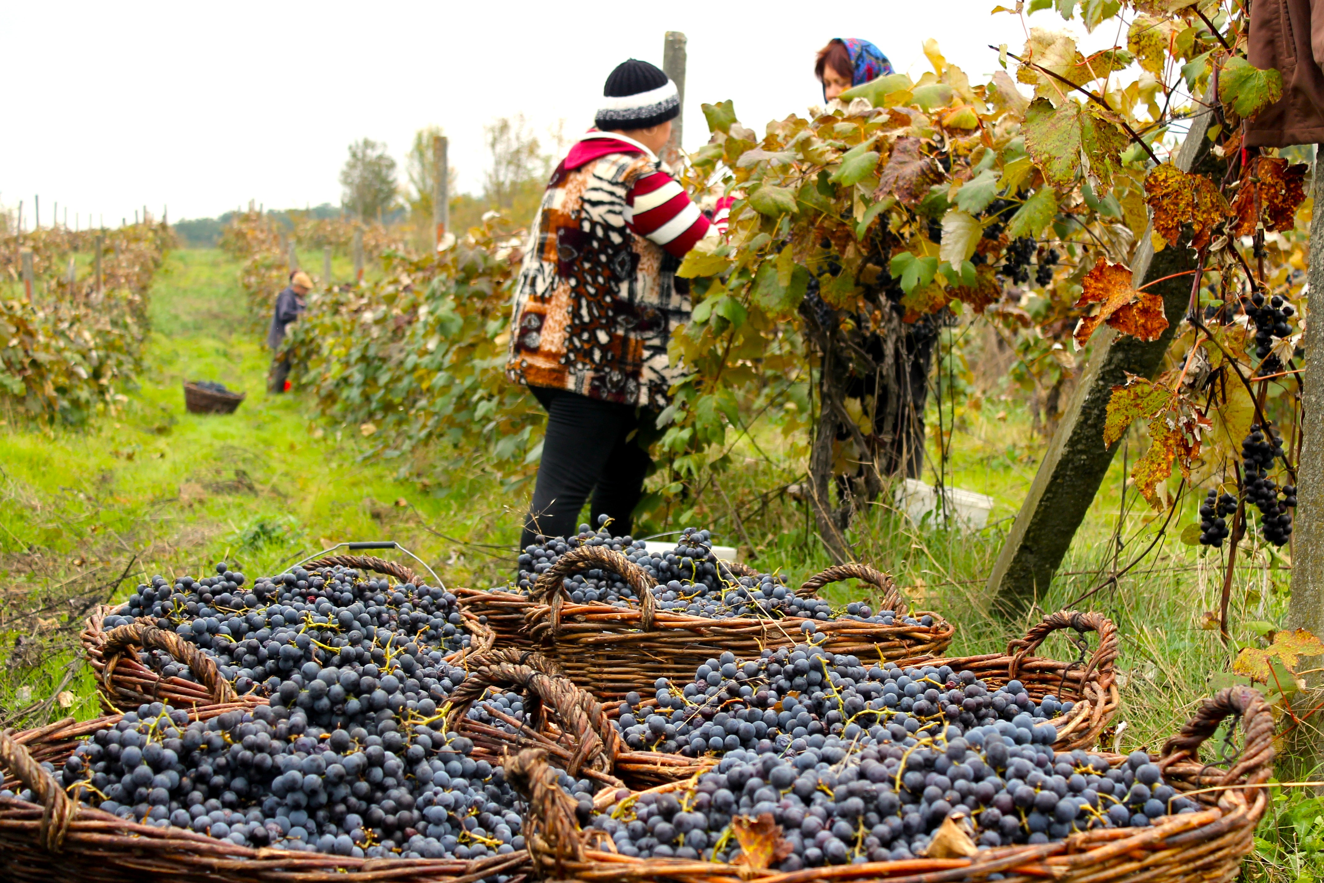 image What’s Eaten Where: Moldova: a hearty welcome for Ukrainian refugees