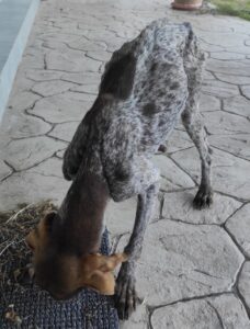 dog rescue 2