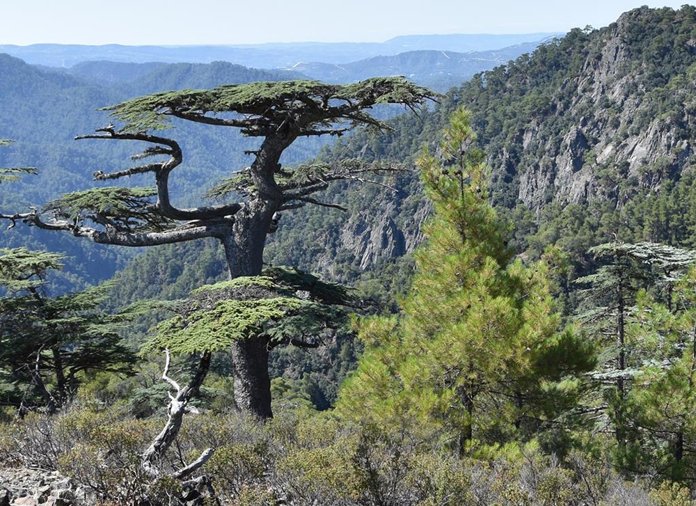 image Planting three million trees in Cyprus by 2030 is ‘impossible’