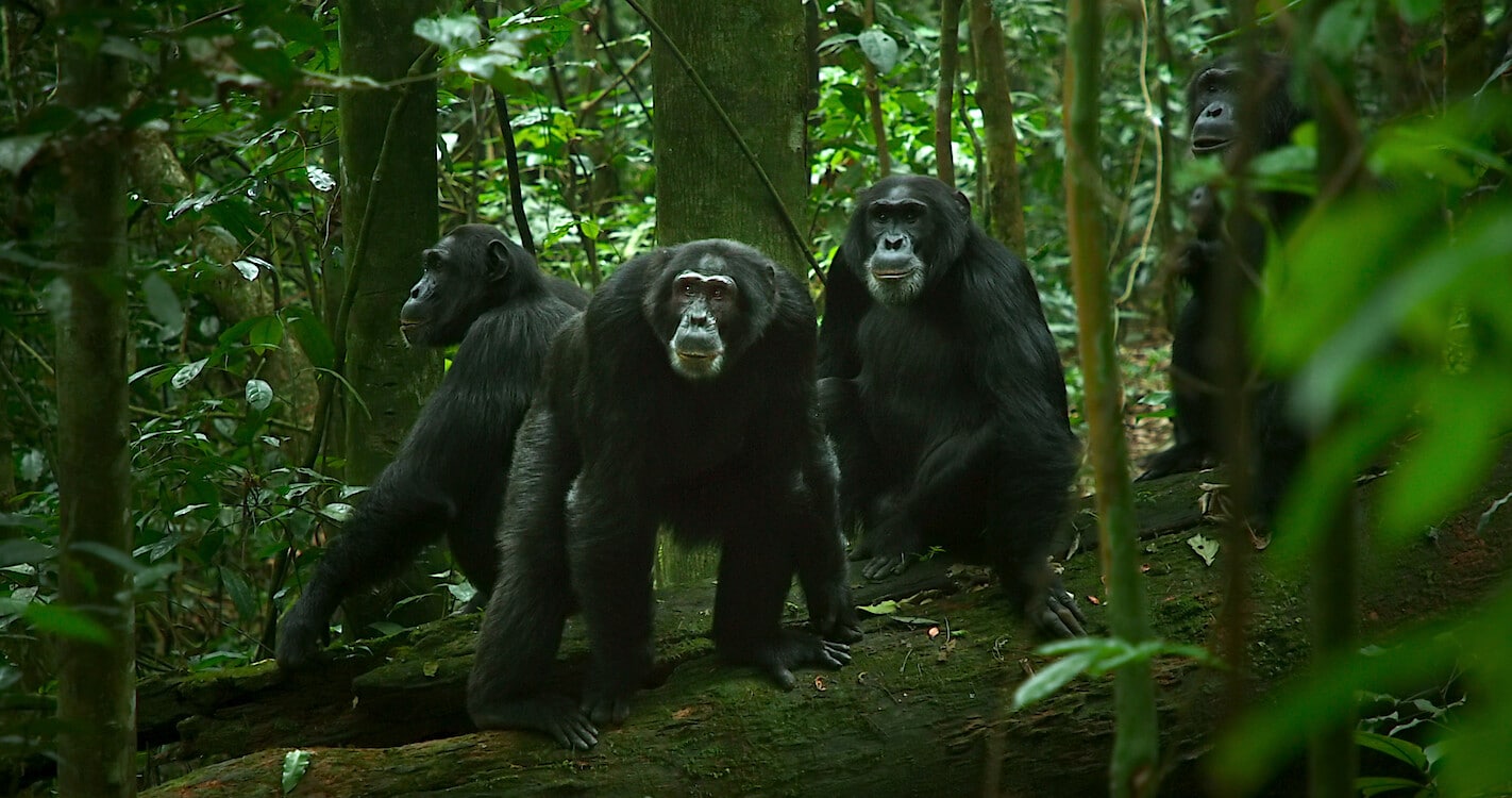 image Chimp-ly the best
