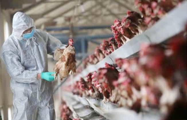 image China records world&#8217;s first human death from H3N8 bird flu -WHO
