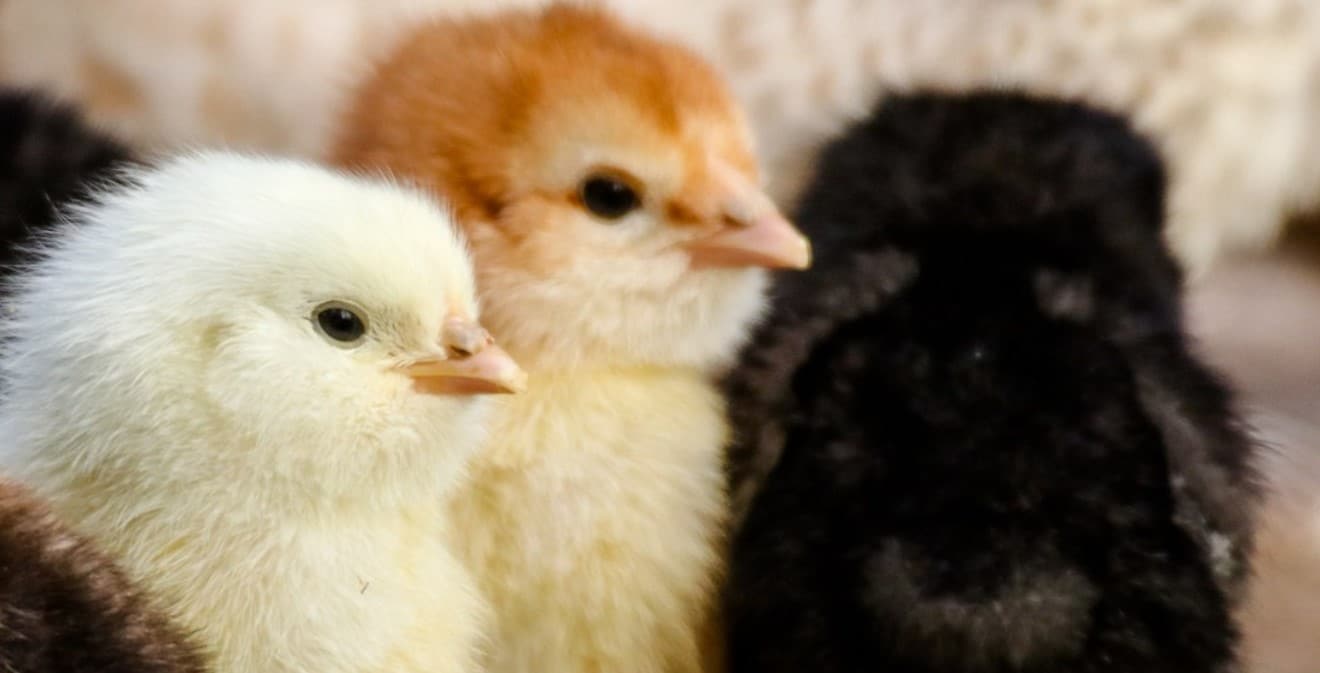 image Counting male chickens before they hatch means good news for ethical farming