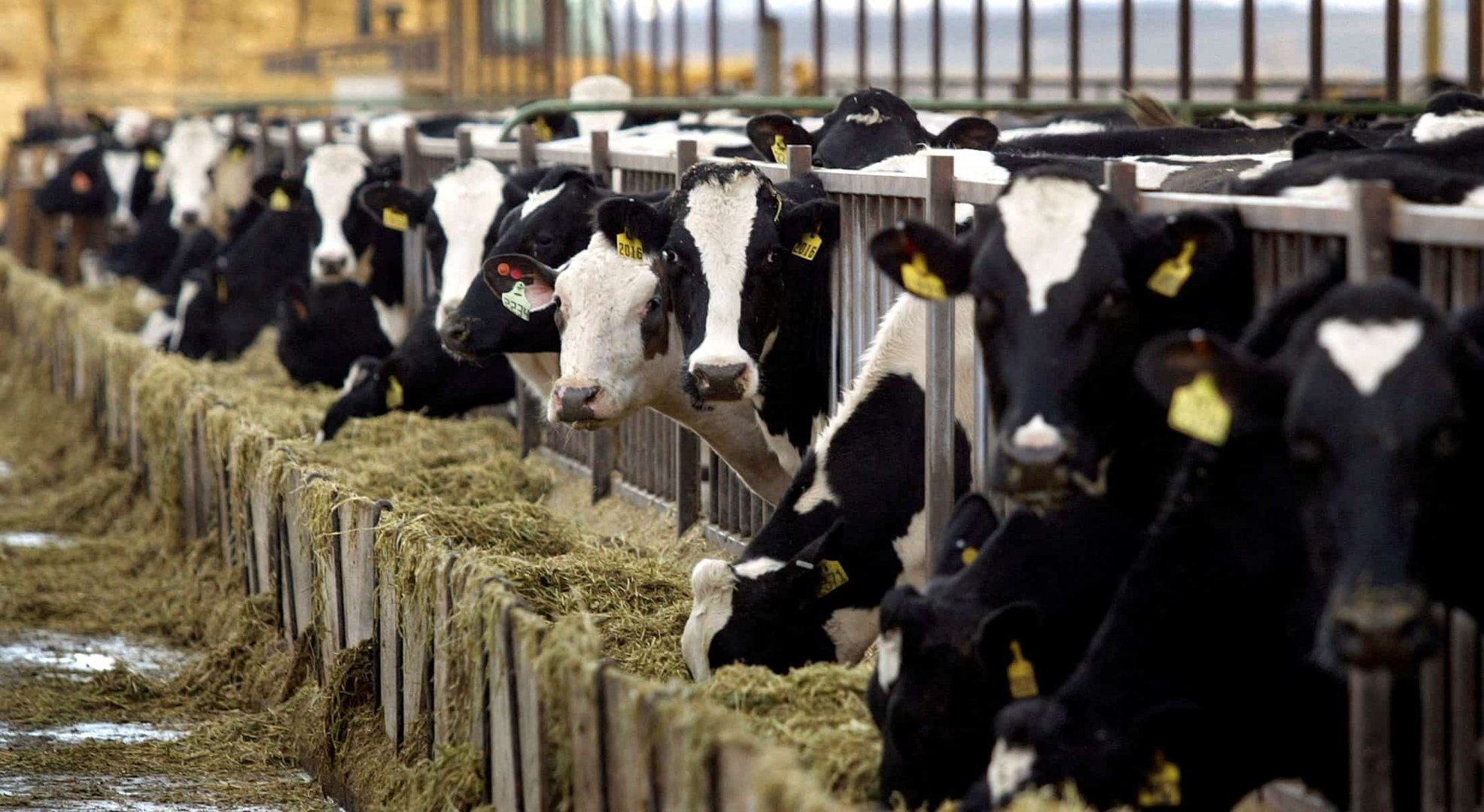 image What goes ‘moo’ and then explodes?