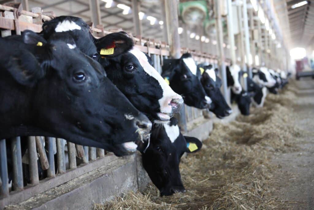 image Action plan for foul smell from livestock farms