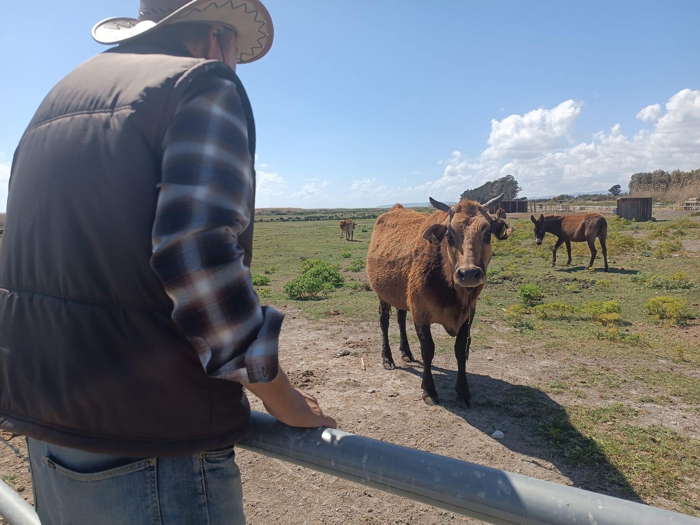 feature nick free to roam, the cows are quite friendly