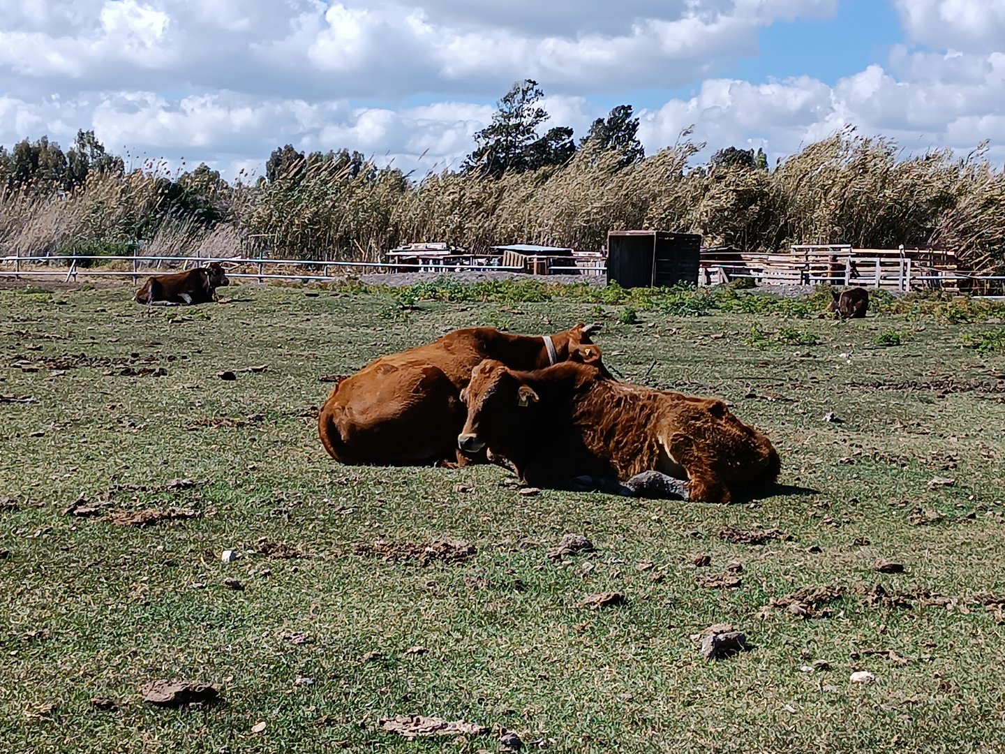 image Cyprus cattle: workhorse turns to landscape gardening