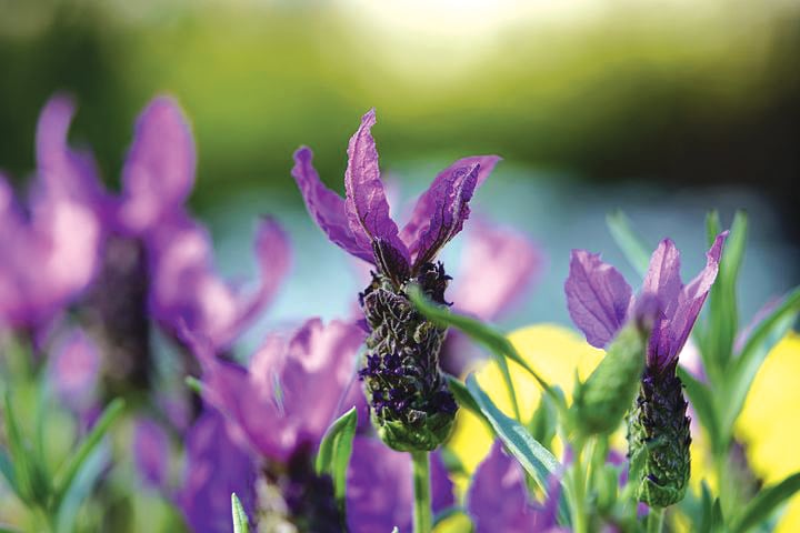 feature garden plant of the month lavendula stoechas