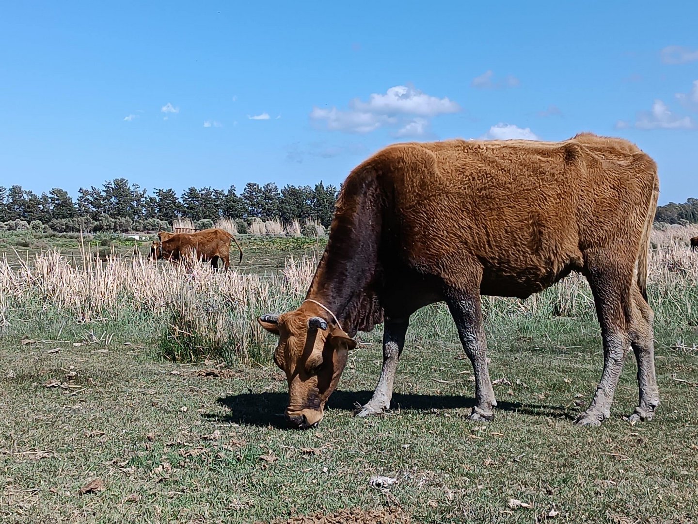 feature nick the cyprus cattle were almost driven to extinction