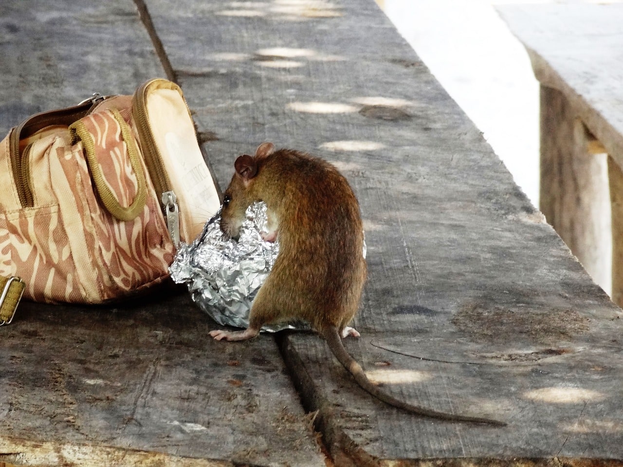 image Rodents beware: New York City hires first &#8216;rat czar&#8217;