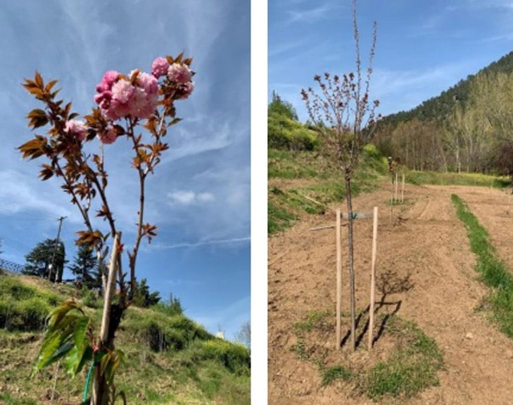 image Sakura saplings in full bloom