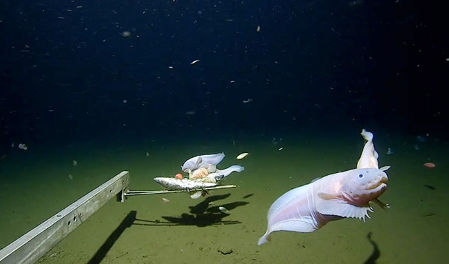 image Deepest-ever fish caught and filmed off Japan by scientists