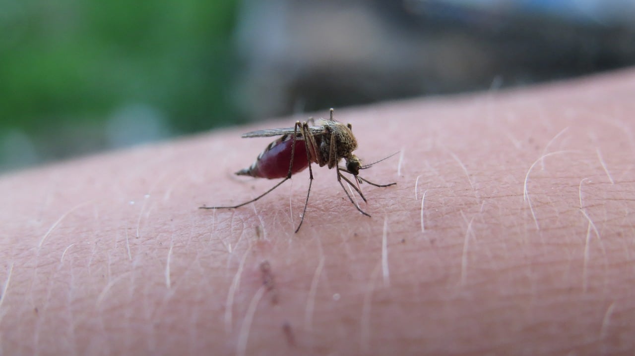 image Paphos steps up fight against mosquito surge