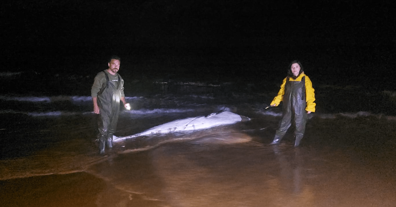 image Another whale stranding reported in the north