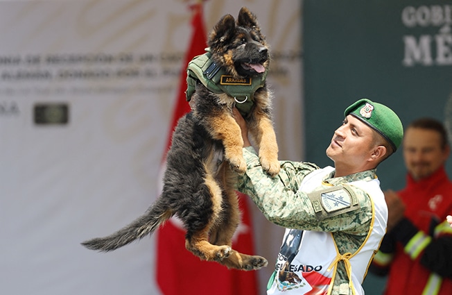 image Turkey gifts Mexico adorable pup after a rescue dog was lost on quake duty