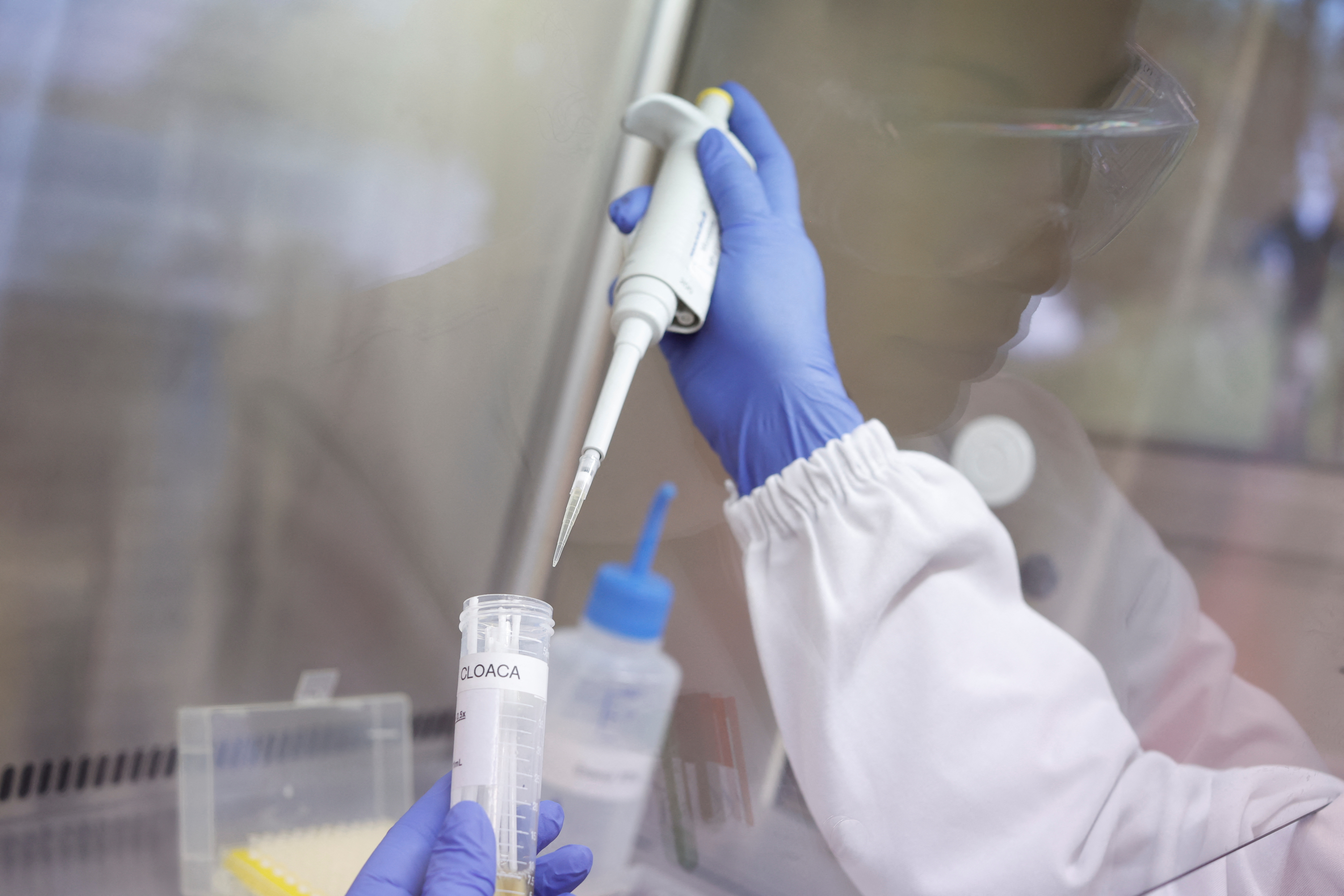 image Brazil boosts bird flu defense to protect world&#8217;s top chicken industry