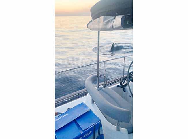 image Killer whales wreck boat in latest attack off Spain