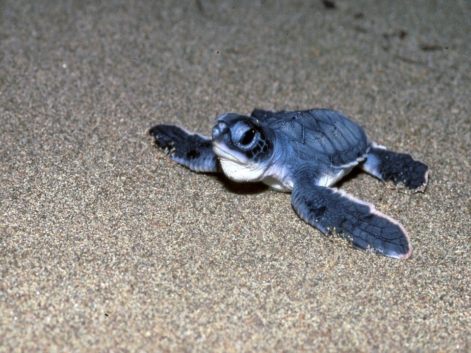 image Sea turtles begin annual nesting season
