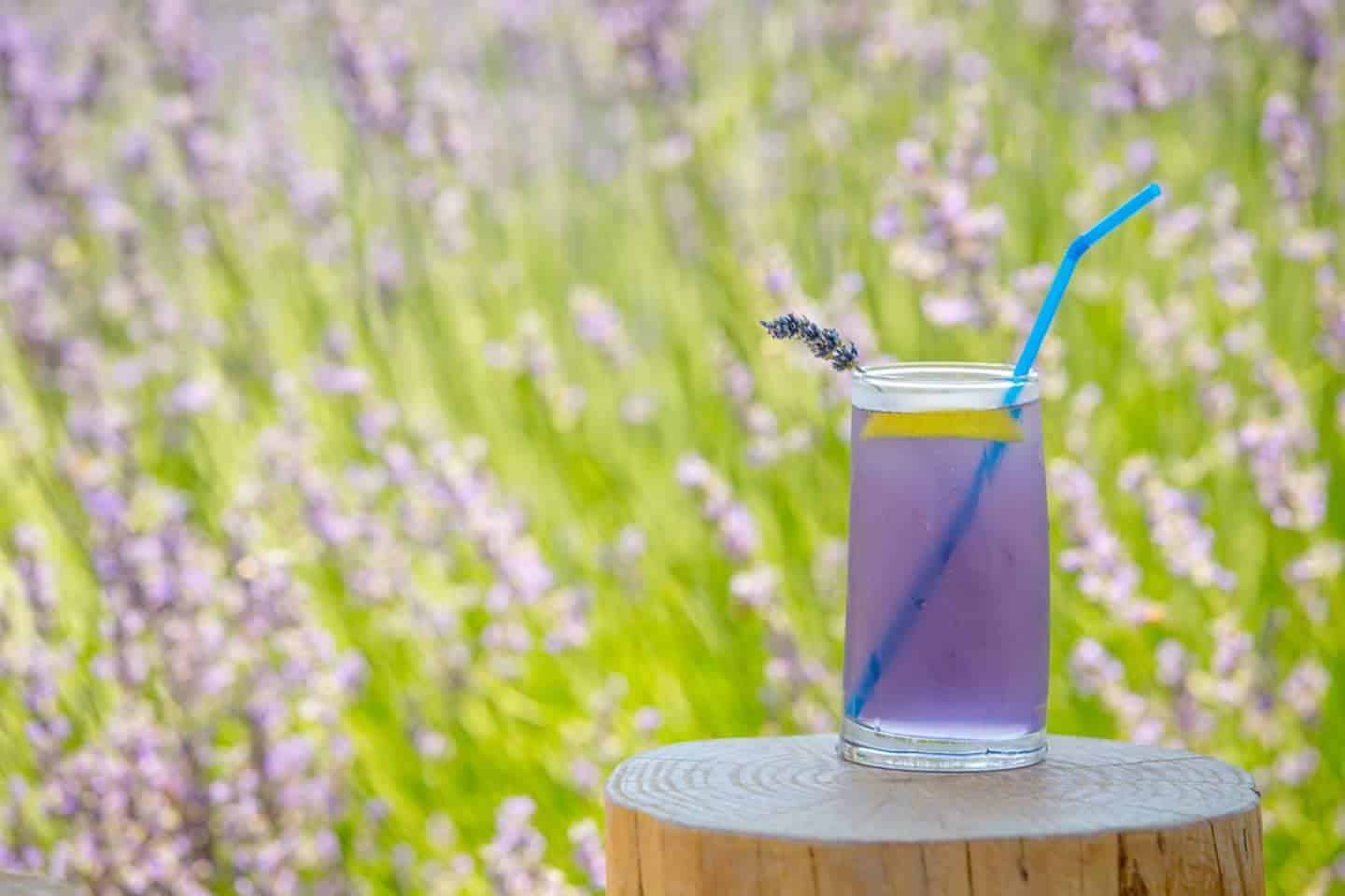 image Purple festival celebrates seasonal blossoms