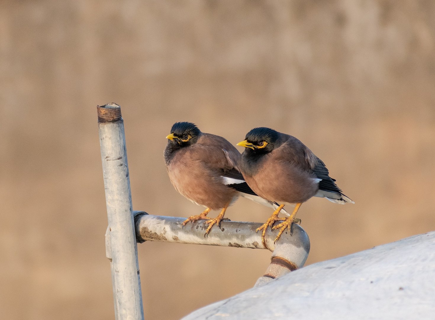 image Sounding the alarm about the Myna invasion