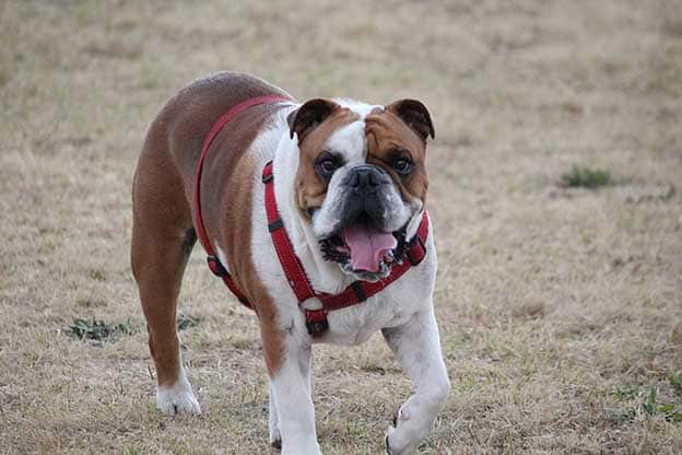 image Limassol police seeking owner of bulldog who attacked woman