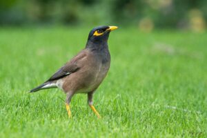 bird, birds, Myna