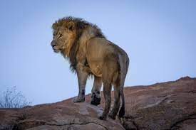 image Six lions killed in Kenya in blow to conservation efforts
