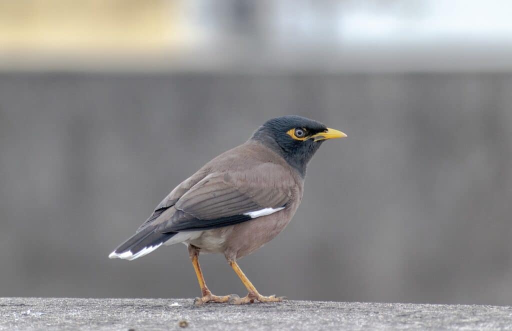 bird, birds, Myna