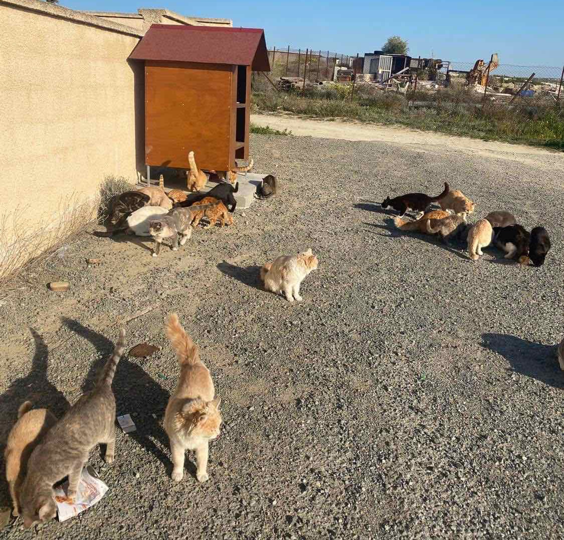 image Animal party calls for FIP meds to be supplied for free