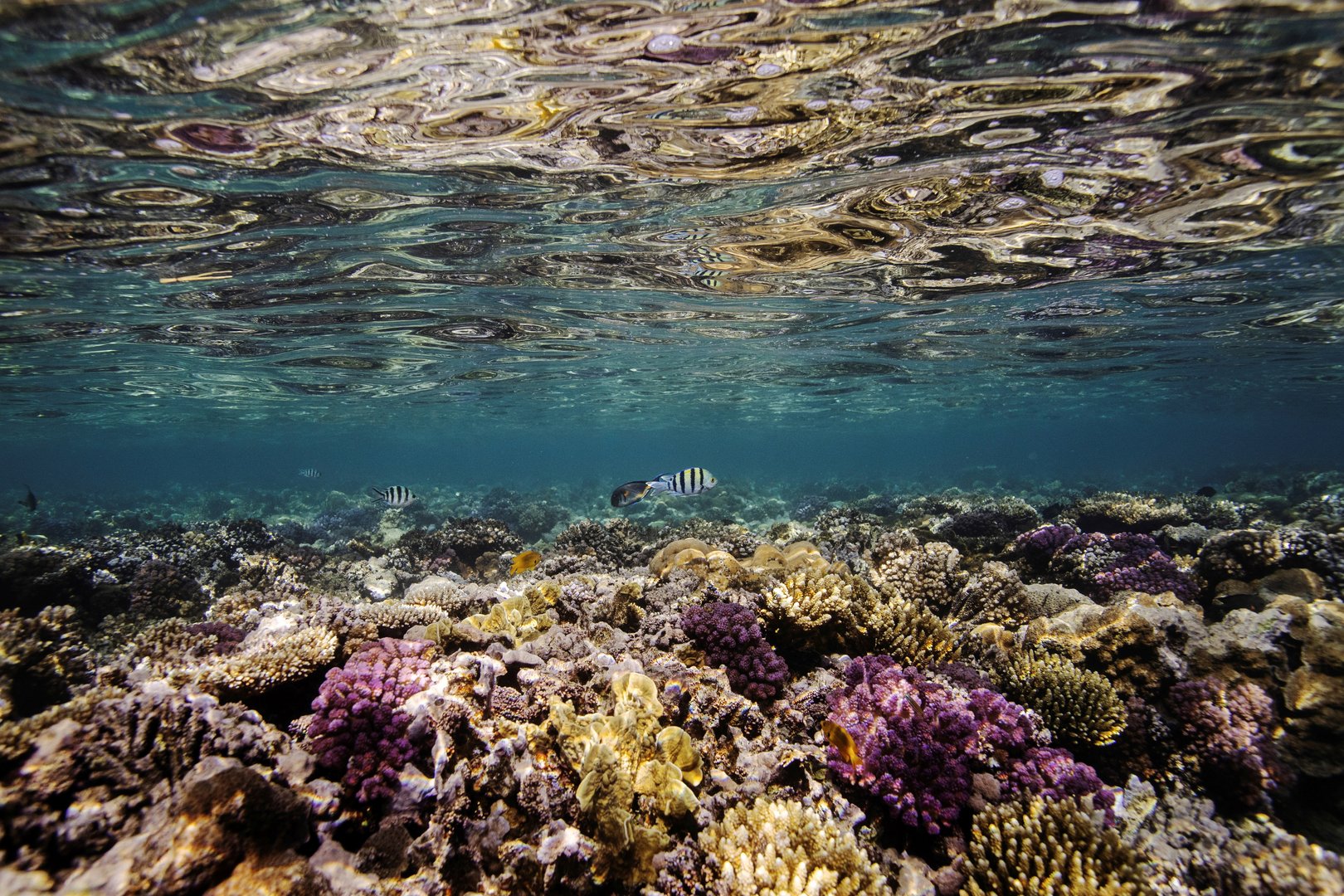 image As ocean heats up, we see how many unknowns there are