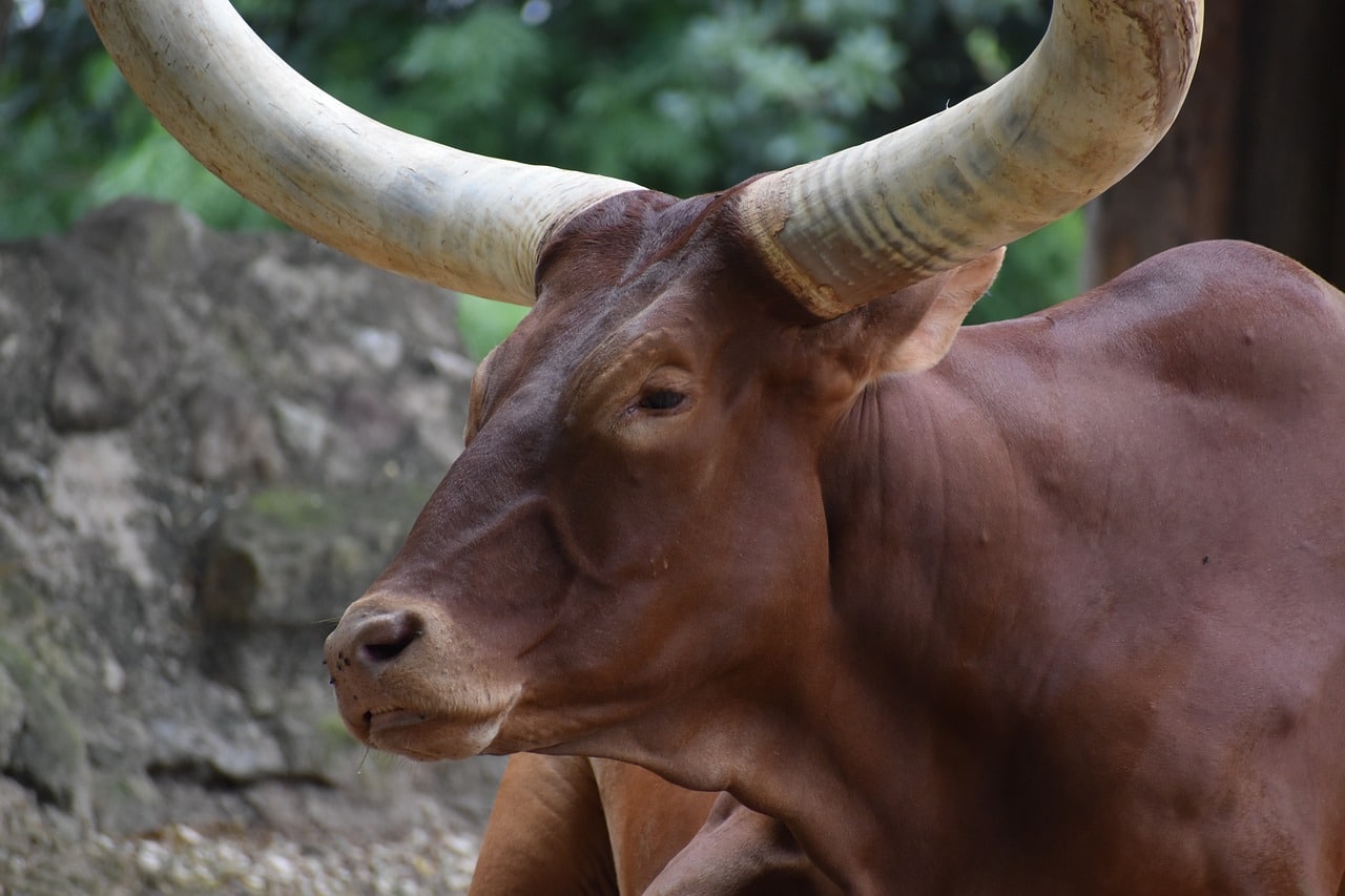 image Animal Party reports killed ox left to rot in public