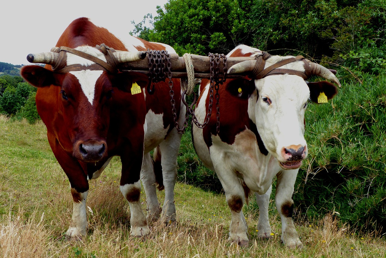 image Greens complain about death of ox