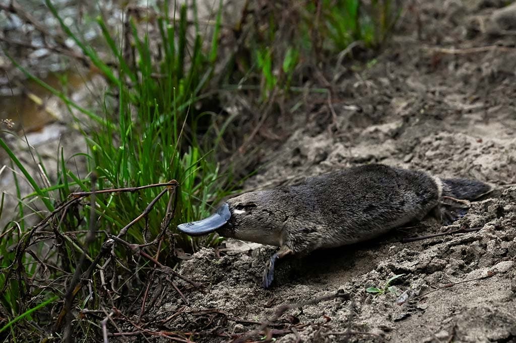 image Platypus returns to Australian national park for first time in half a century