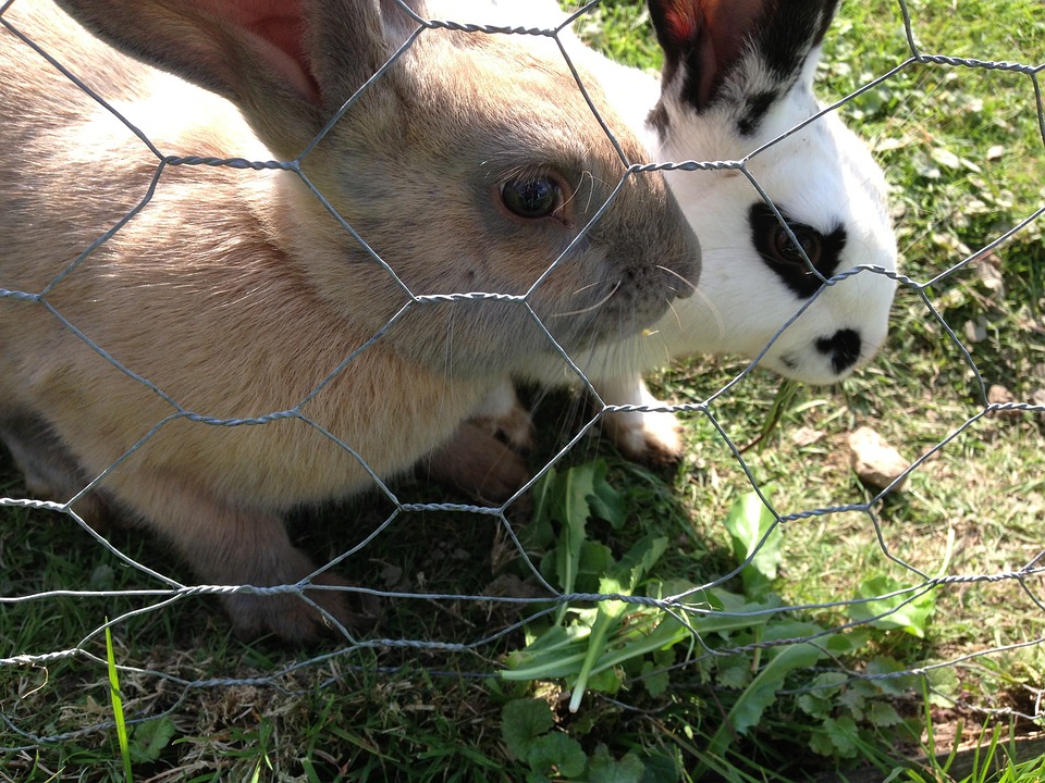 image One hundred and fifty rabbits stolen from orchard