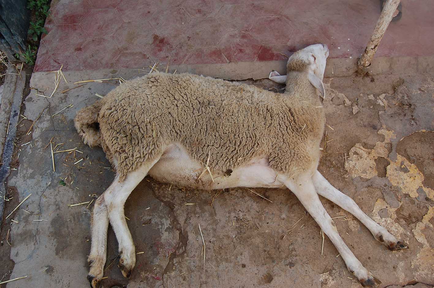 image Sheep and goat pox outbreak detected in north with 35 animals infected so far(Update 3)