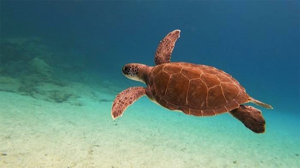 image Fisheries department again calls on public not to harass turtles
