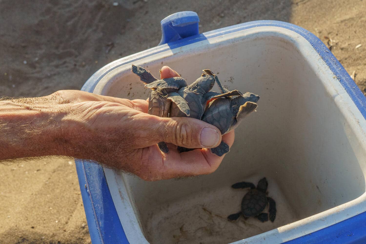 image Cyprus’ first Turtle Museum opens