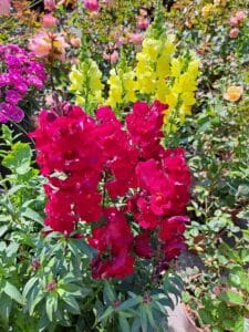 feature gardening plant of the month snapdragons