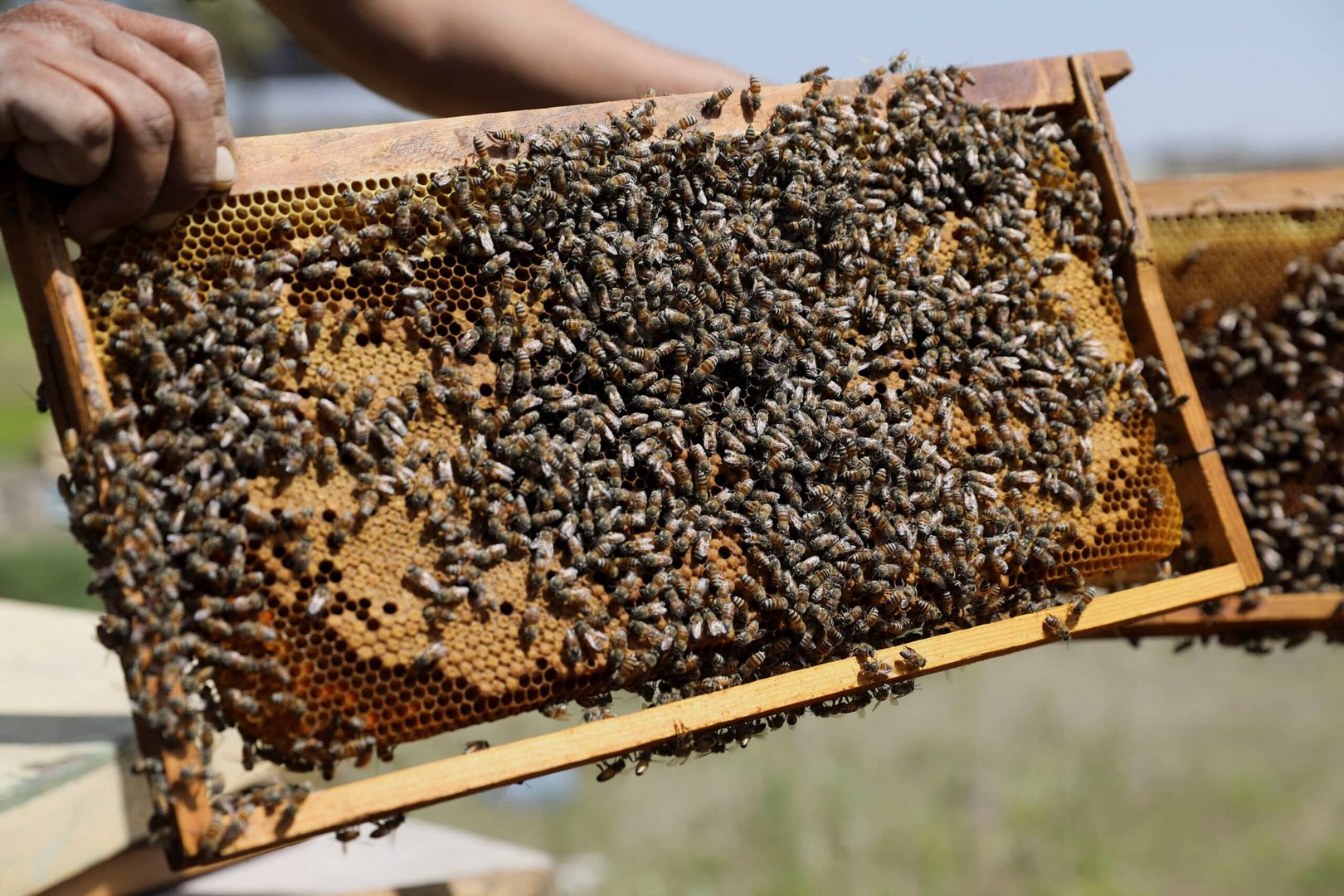 beekeeper displays honeycombs at a farm on the outskirts of sanaa