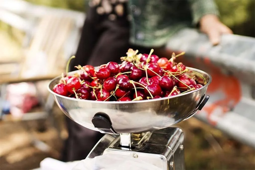 image Cherry production makes valuable contribution