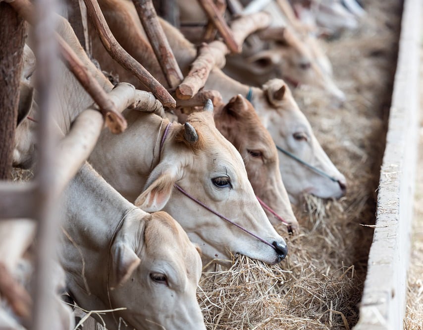 image Two arrested for smuggling over 200kg of beef into the north