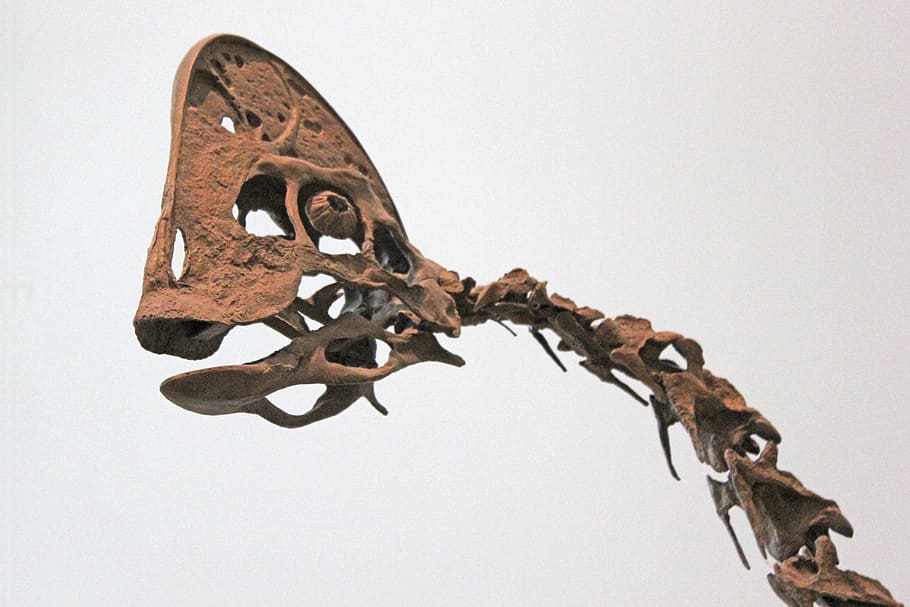 image Scientists discover duck-billed dinosaur roamed Chile 72 million years ago