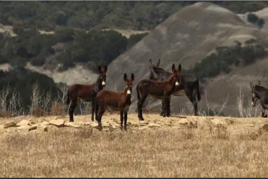 image Cypriot donkeys ‘used as proxies’ to kill stray dogs in Turkey