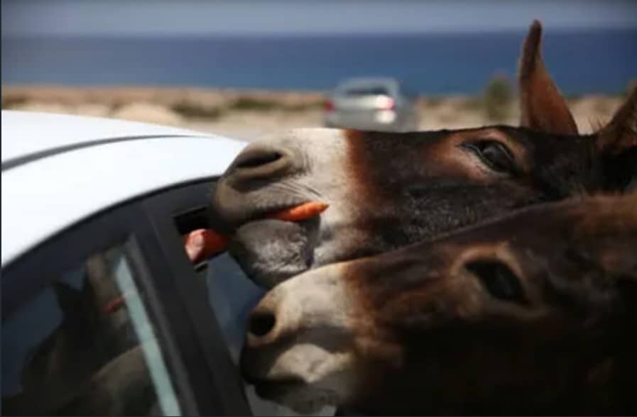 image Mukhtar calls for eradication of Cypriot donkeys