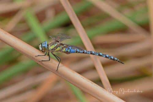 image Dragonfly conference to take place in Paphos