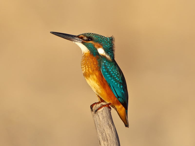 feature annette a kingfisher at the akrotiri wetland (albert stoeker)